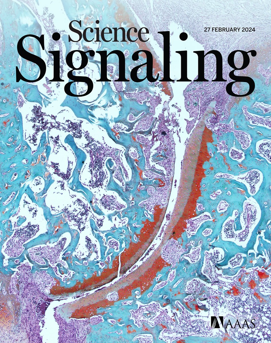 This week’s new issue of #ScienceSignaling is out now! 

Researchers delineate how the inflammatory death of T cells may drive rheumatoid arthritis, a second-generation degrader effectively suppresses breast cancer cells, and more. scim.ag/61a