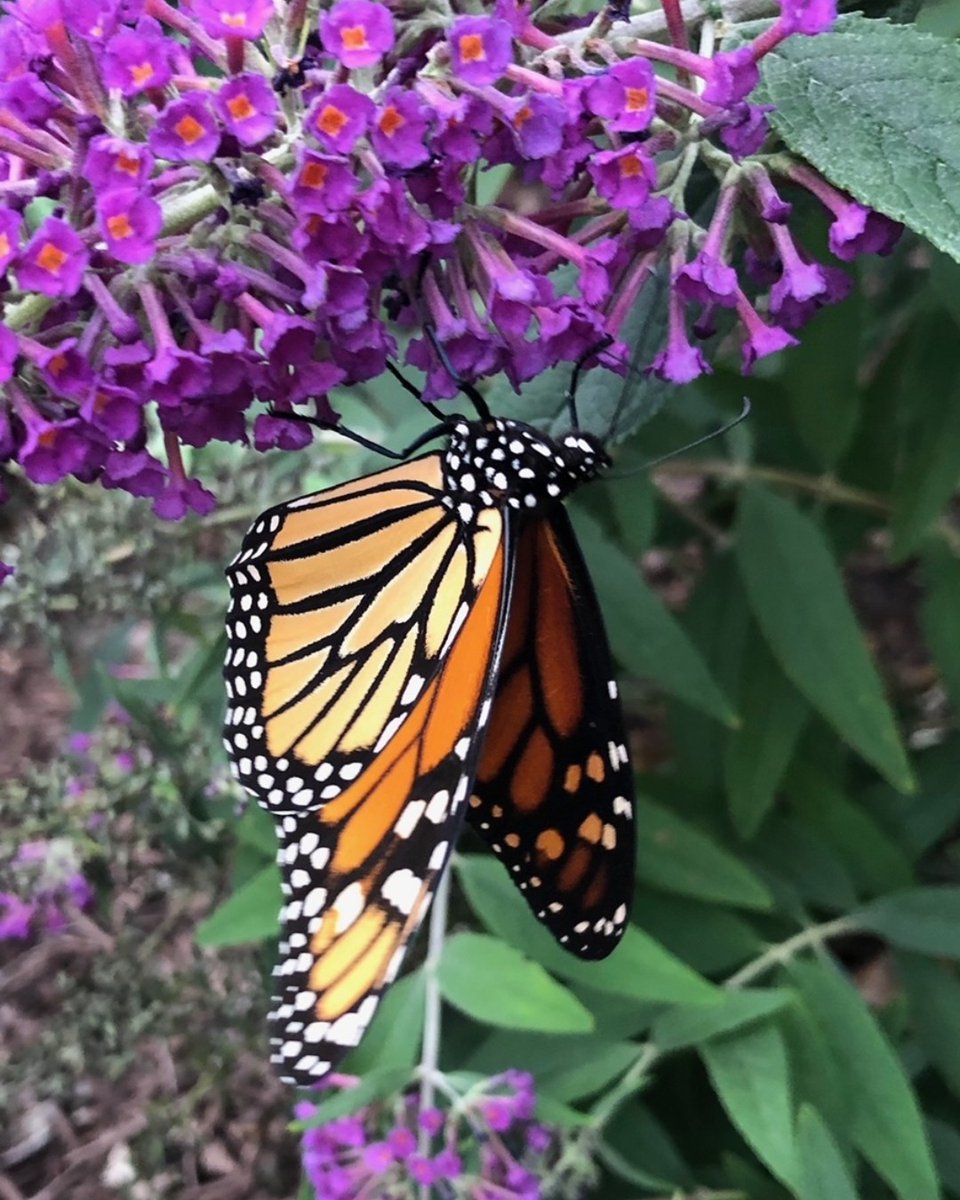 Tides Inn tweet media