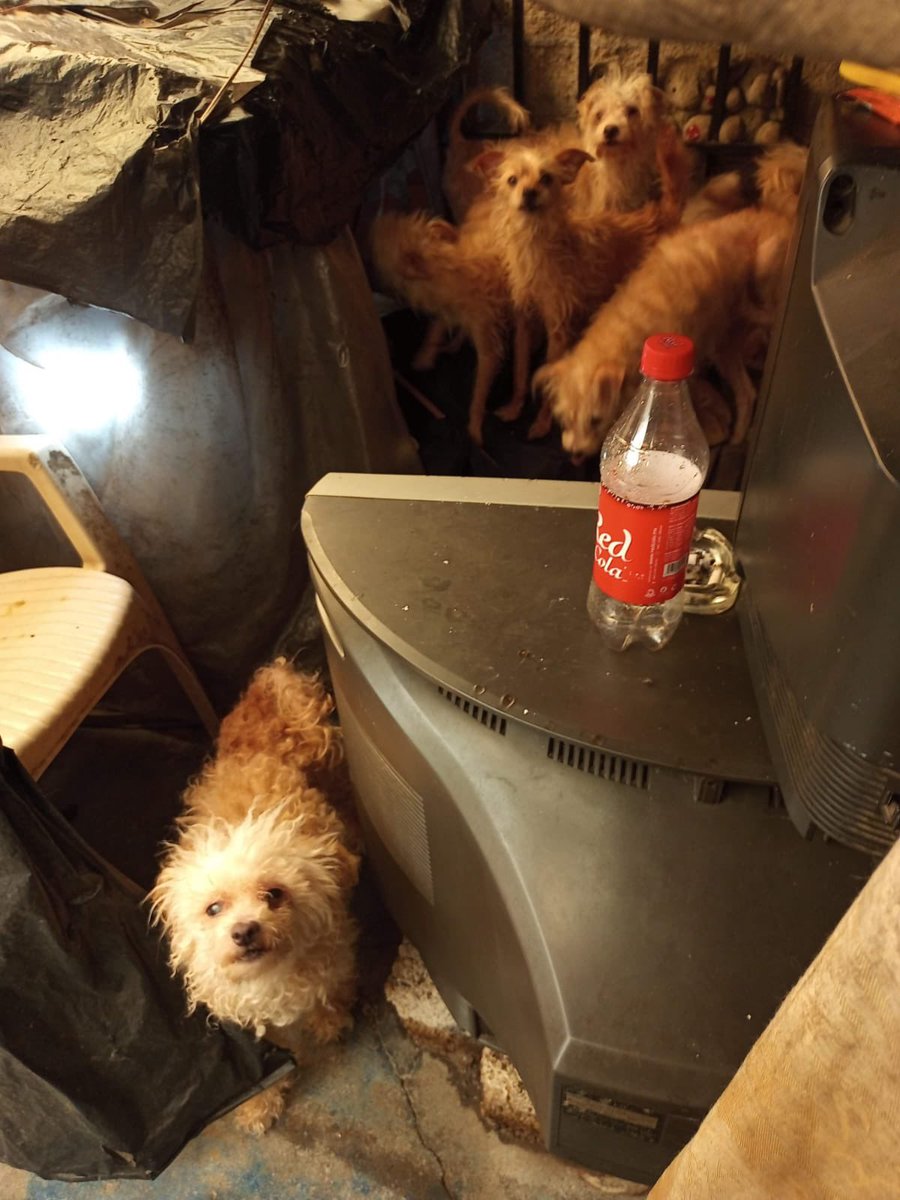 andreamroji's tweet photo. @AgatanCdmx ayuda con una denuncia realizada hace semanas sobre maltrato animal y zoofilia. Se levantó la denuncia con @PAOTmx y no han dado respuesta / seguimiento. @TuAlcaldiaGAM No hay respuesta! https://t.co/k12HqzFHNY