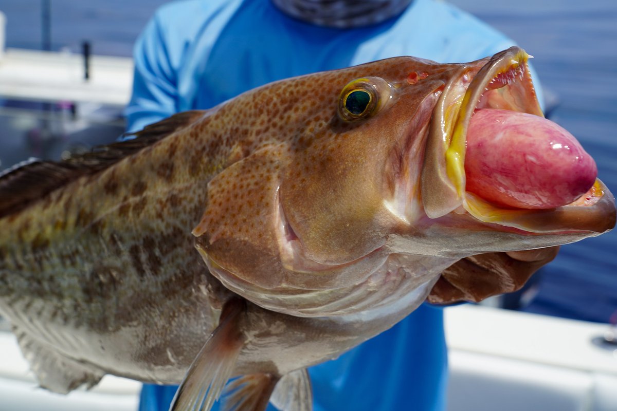 ReturnEmRight's tweet image. Scamp Grouper or Mutton Snapper? 🤔 Which would you rather have on the dinner table?

#returnemright #grouper #snapper