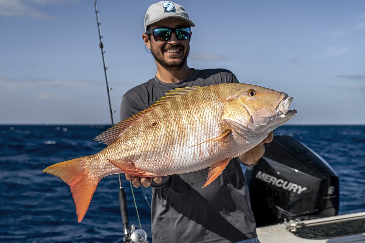 ReturnEmRight's tweet image. Scamp Grouper or Mutton Snapper? 🤔 Which would you rather have on the dinner table?

#returnemright #grouper #snapper