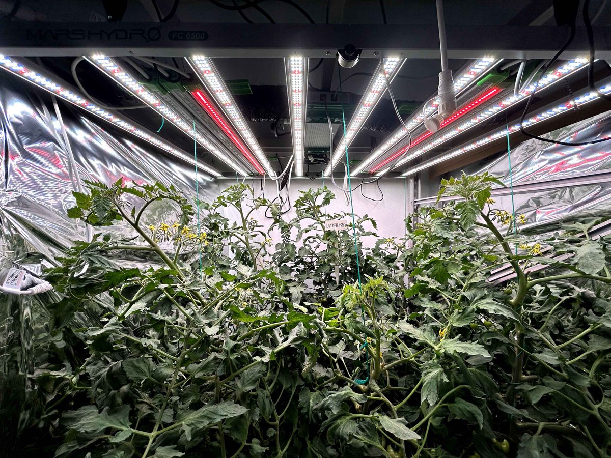 Coco_Pan2022's tweet photo. This is the growth process after adding UV/IR/RED12/19/48Days #marshydroadlite
Maximize Crops With Full Adlite Lightings: it's crucial to add supplemental lights to optimize plants growth,#IR30 #UV55 #Red55 are recommended for main lights over 500W #Cannbiscommunity https://t.co/1sjaEZBKpg