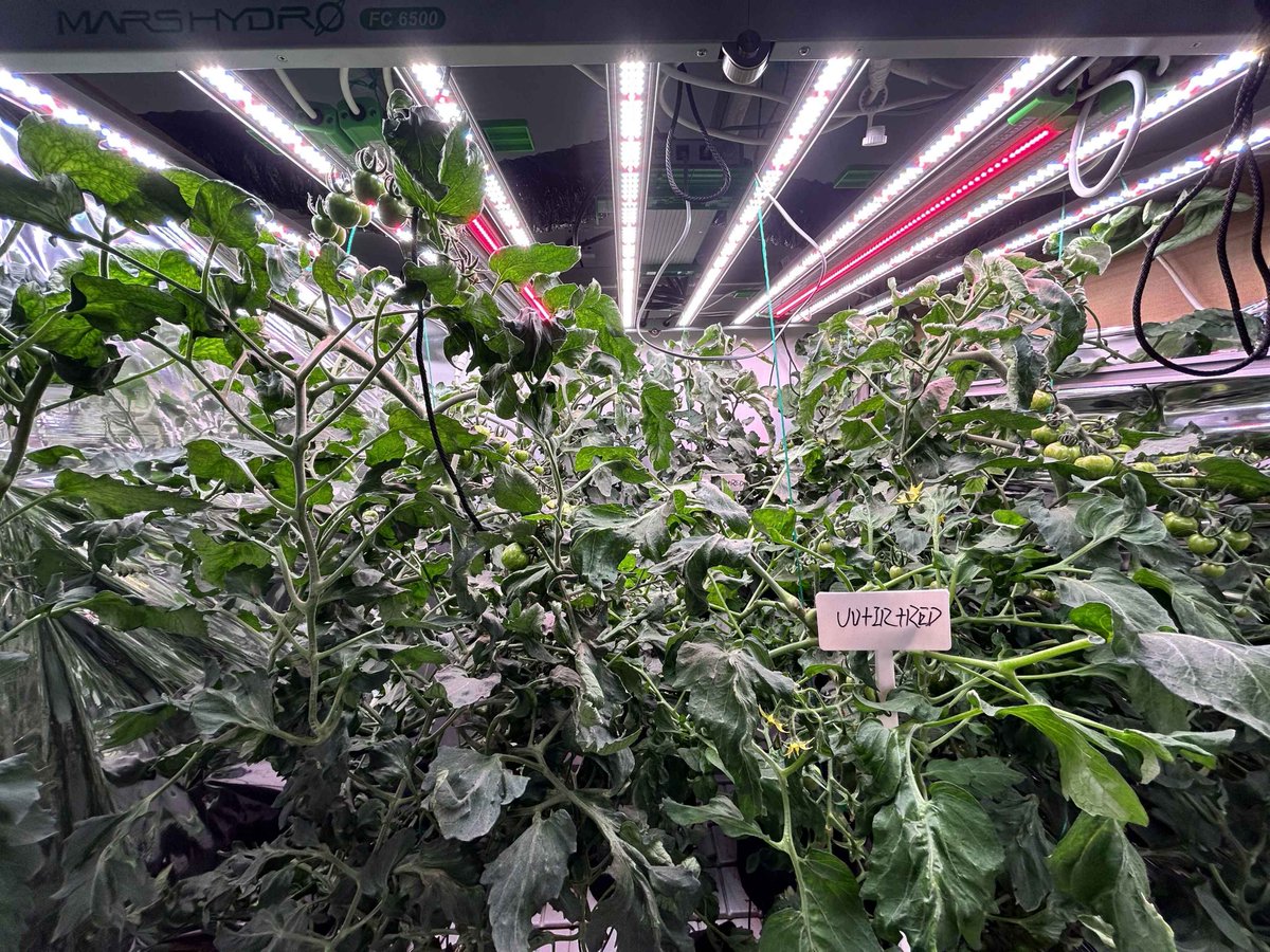 Coco_Pan2022's tweet photo. This is the growth process after adding UV/IR/RED12/19/48Days #marshydroadlite
Maximize Crops With Full Adlite Lightings: it's crucial to add supplemental lights to optimize plants growth,#IR30 #UV55 #Red55 are recommended for main lights over 500W #Cannbiscommunity https://t.co/1sjaEZBKpg