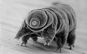 Will everybody’s favorite microscopic critter; the water bear, help scientists develop materials that can better withstand the rigors of space travel, help fight fires, and even assist in finding a cure for cancer? Could be. Read more: cnn.com/2024/02/05/wor…