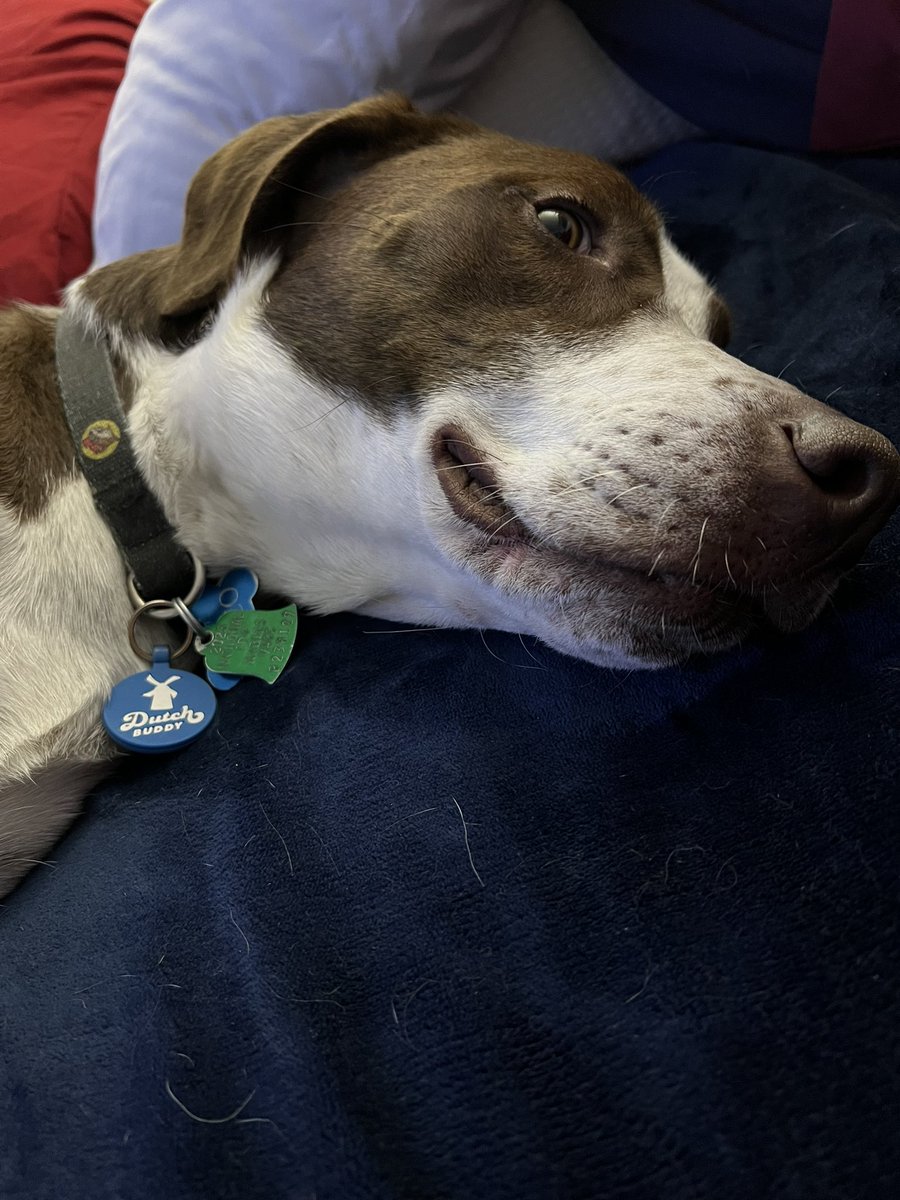 PTobjy's tweet image. My Dutch buddy!!!