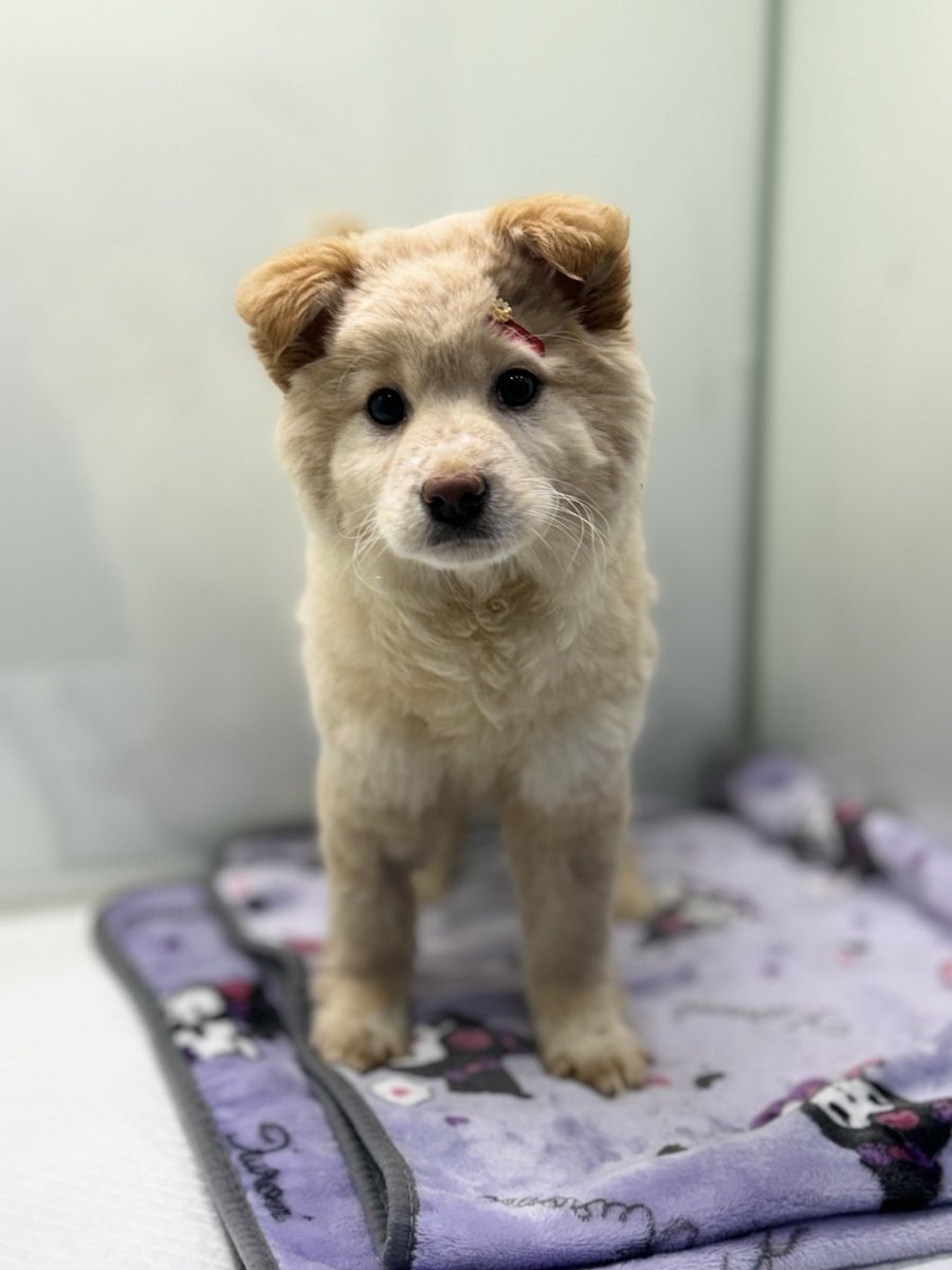 생후 4개월 여자아이 엘사! 임보/입양처 찾아요!
폐렴과 코로나 장염으로 건강 적신호 였던 엘사가 구조봉사자님의 도움으로 병원에 입원하여 치료를 받을 수 있었어요!
하지만 이제 퇴원을 앞두고 있는 엘사ㅠㅠ
어떻게 얻은 행운인데 다시 열악한 보호소로 돌아올 수는 없습니다ㅠㅠ
엄청난 행운의