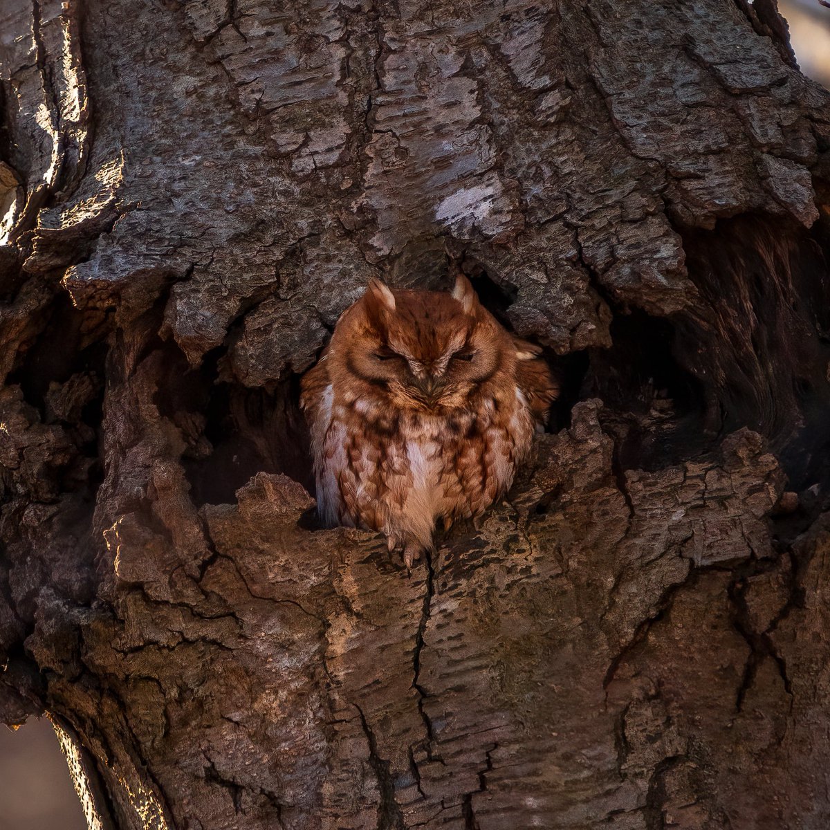 Eastern screech owl 2/24/2024 #birds #birding #wildlife #queens #LongIsland #TwitterNatureCommunity