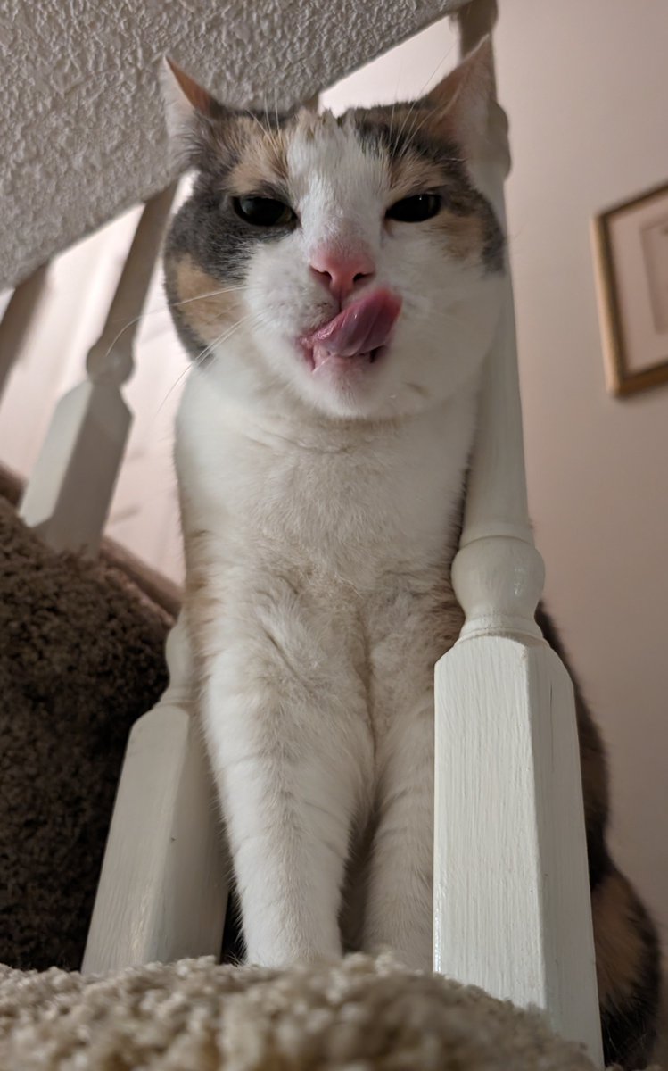 Pennycat333's tweet image. POV:: yur an juicy asse bug ,,, wit no wares to hide