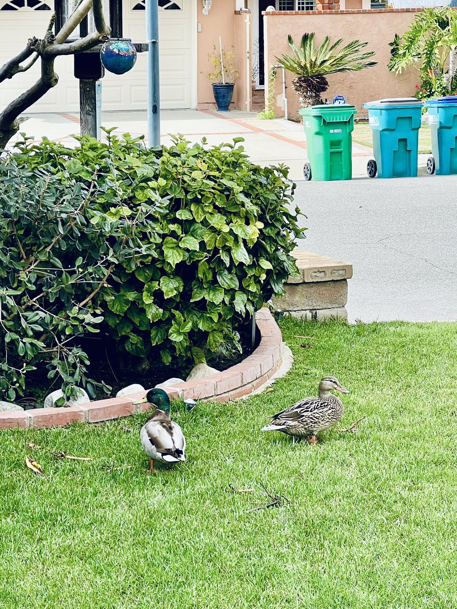 ls1228's tweet photo. The annual return of our ducks 🦆 is here! Our #Thruple seems to have returned to a couple! Fresh water at the end of the #RainChain and lots of overflow from the bird feeder will keep them happy. I just hope they stay out of the pool! #DuckSeason https://t.co/HllwAakSiB