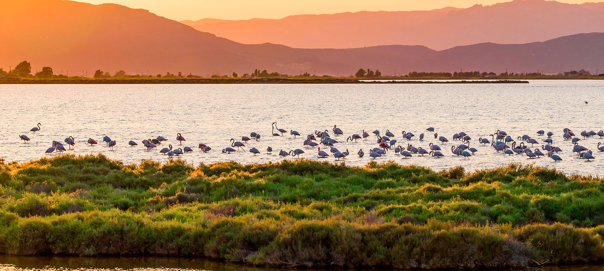 La interconnexió de xarxes suposaria la mort definitiva del #DeltadelEbre, on hi aniden el 60% de les espècies d'aus d'Europa i hi trobem 1 de cada 5 espècies de plantes de Catalunya
#Sequera3Cat