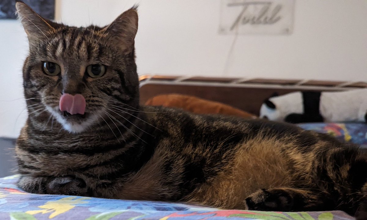 Lola The 3-Legged Cat 🏳️‍🌈👸🇺🇦 tweet media