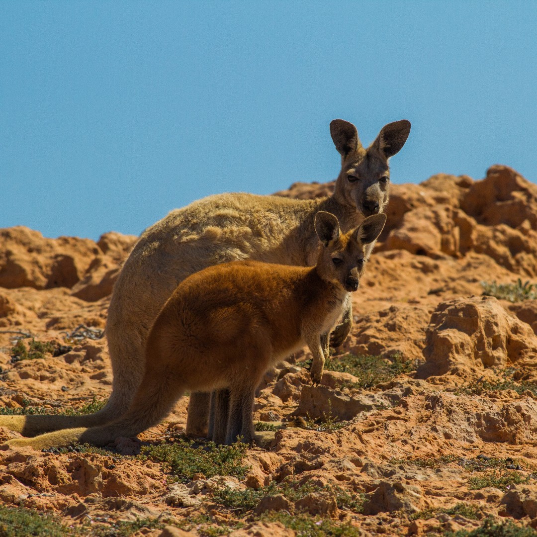 bigfivetours's tweet image. Ready to experience this wildlife wonder? 
bit.ly/47JXW5b

#WildAustralia #KangarooEncounter #ExploreWithUs #travel #travelcompany
