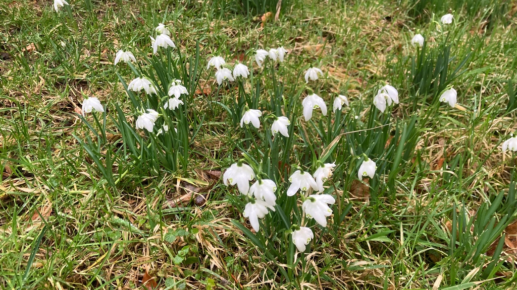 As Spring tries to wrestle the season from winter its great to see snowdrops lining the lanes leading to Ennerdale and along the shore of Ennerdale Water. Have you spotted any other signs of spring, do share them with us. #spring