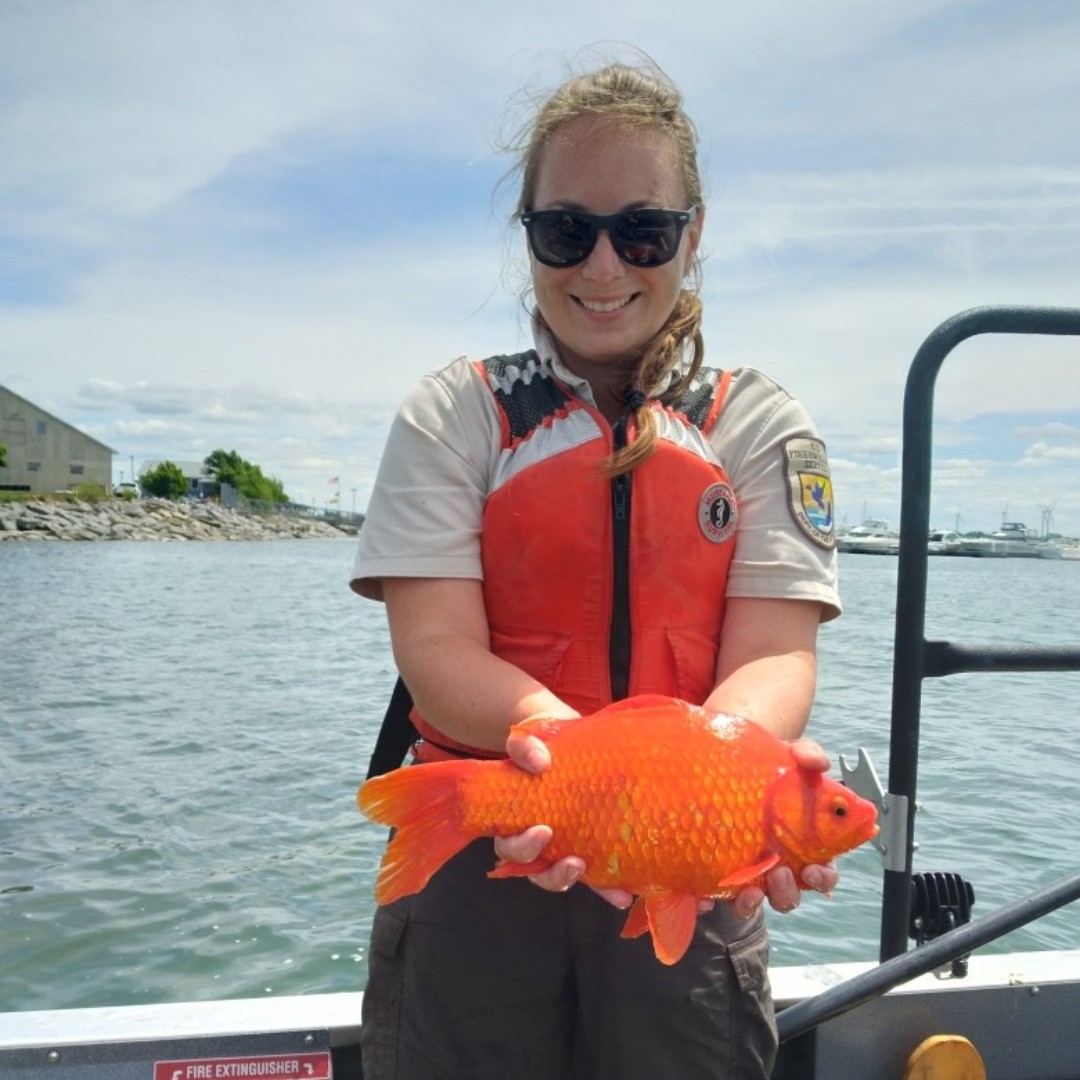 ATTENTION ALL FISH PARENTS Are you FIN-ished with your pet goldfish? Releasing Goldie into the wild is NOT the 'kind' option you might think it is. Here are some simple ways to break up with your goldfish: fws.gov/story/how-brea… #InvasiveSpeciesWeek 📸 Emily Hill/USFWS