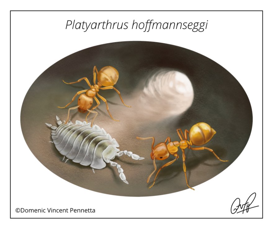 Wanted to share an illustration of the #ant woodlouse, P. Hoffmannseggi, I made last year. These little terrestrial #isopods live inside or near ant nests and are completely blind. 

#sciart #scientificillustration #wildlifeart #entomology #invertebrates