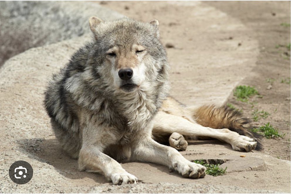 #39canimals
Gray wolves have been on the brink of extinction approximately 80 years ago and just recently they started to recover from this. WE CANNOT FORCE THE SAME CONDITIONS ON THESE SPECIES AGAIN! #SAVEwolves #RelistWolves