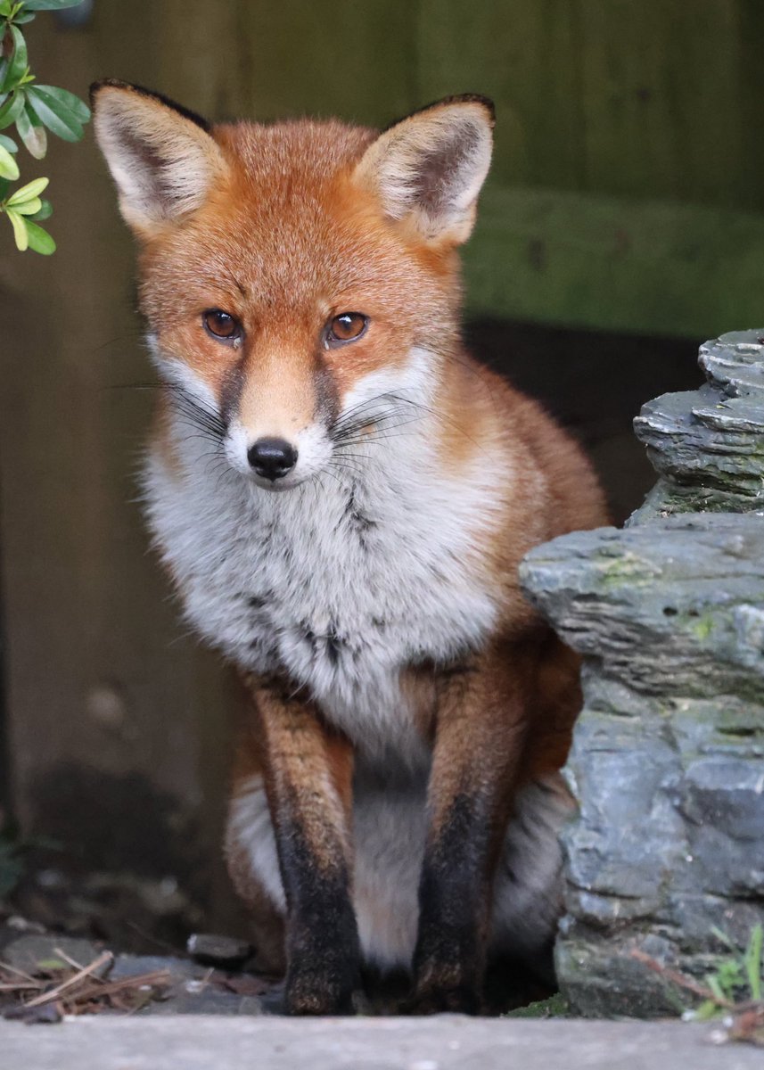 Young red Fox in the garden #Fox #foxcub #Foxes #foxinmygarden #foxkit #foxlove #foxlovers #FoxOfTheDay #TwitterNatureCommunity #TwitterNaturePhotography #wildlifephotography #urbanfox #WildlifeFrontGarden #WildlifeWednesday #PictureOfTheDay