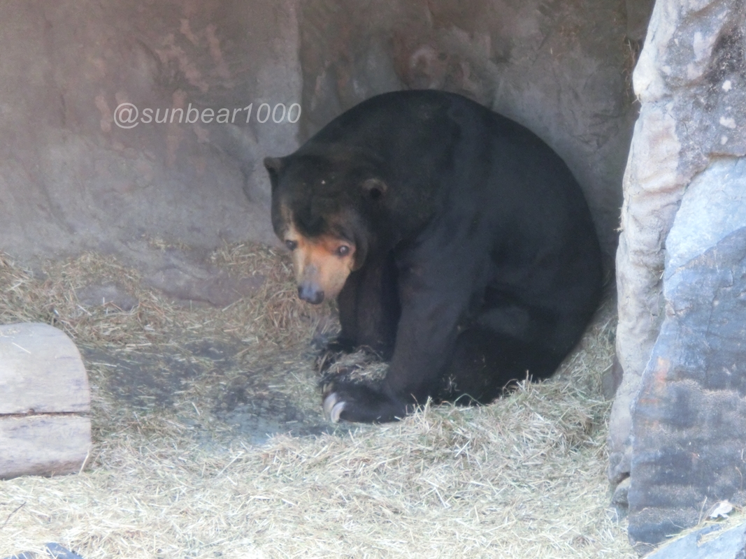 sunbear1000 tweet picture