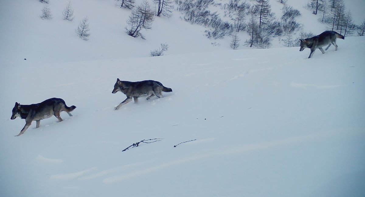 #cinéma 'Vivre avec les loups' est une ode à la nature. Pas de parti-pris manichéen mais le constat de la dure vie des bergers, de la présence du loup que l'on ne peut ignorer. Les paysages sont superbes. Cela ne parle pas des loups qui désormais viennent dans nos villages #film