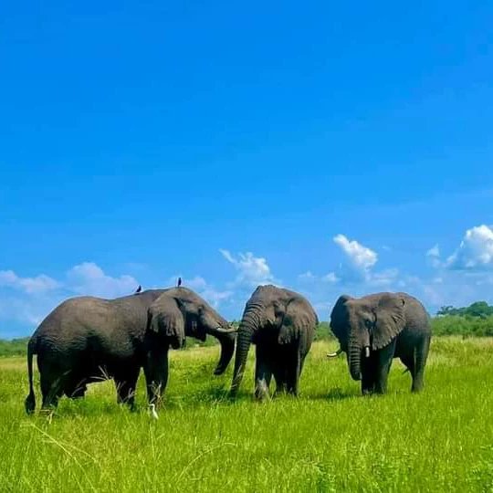 Embark on a journey through Uganda's Murchison Falls National Park, where the Nile River paints a mesmerizing canvas.🌎Witness wildlife wonders and discover the heartbeat of East Africa. 🦓🐘 Invest in adventure, culture, and untapped opportunities. 🌿✨ #ExploreUg #InvestAfrica