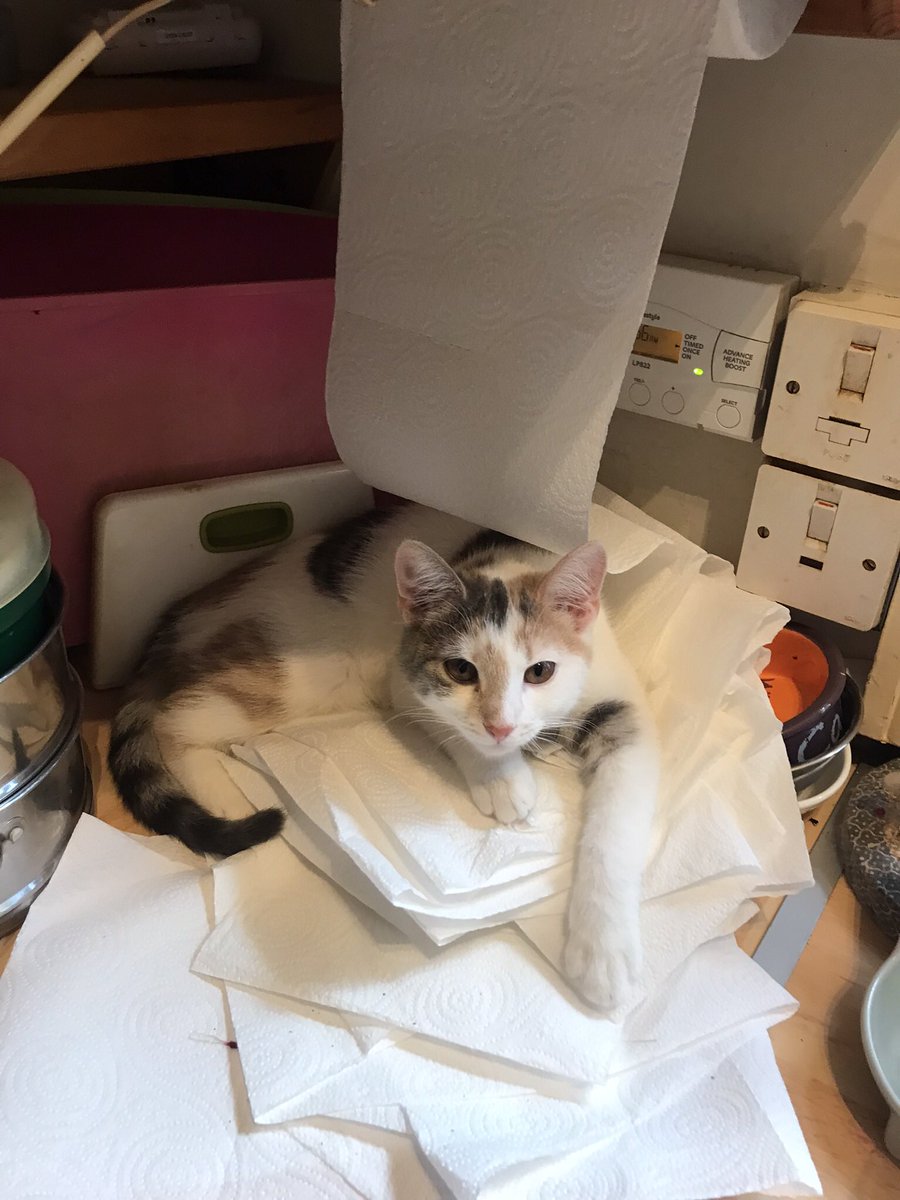 lainifer's tweet image. Ladies and gentlemen! May I present…The Andrex Kitten!