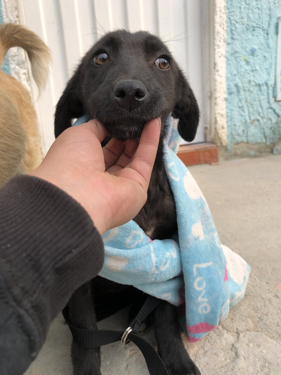 ArcaLuminosa tweet media