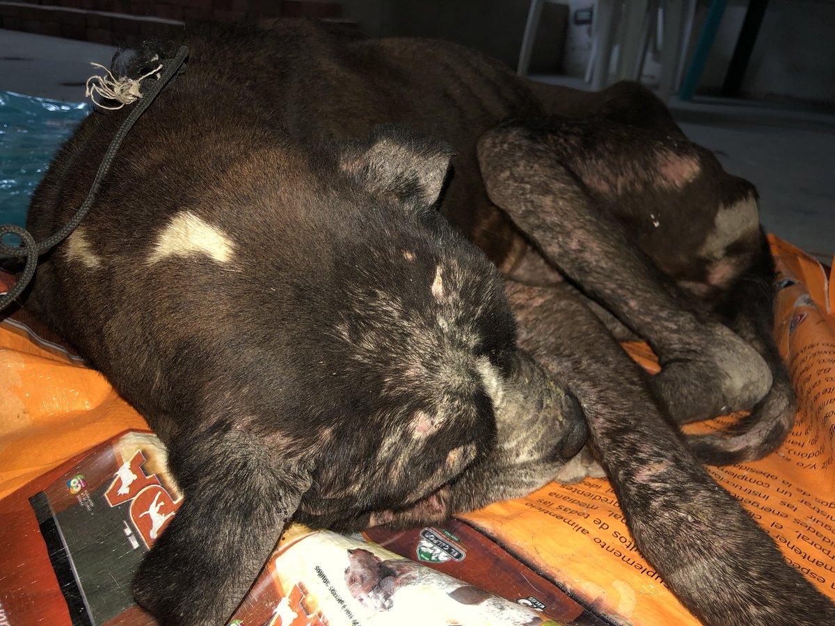 ArcaLuminosa tweet media