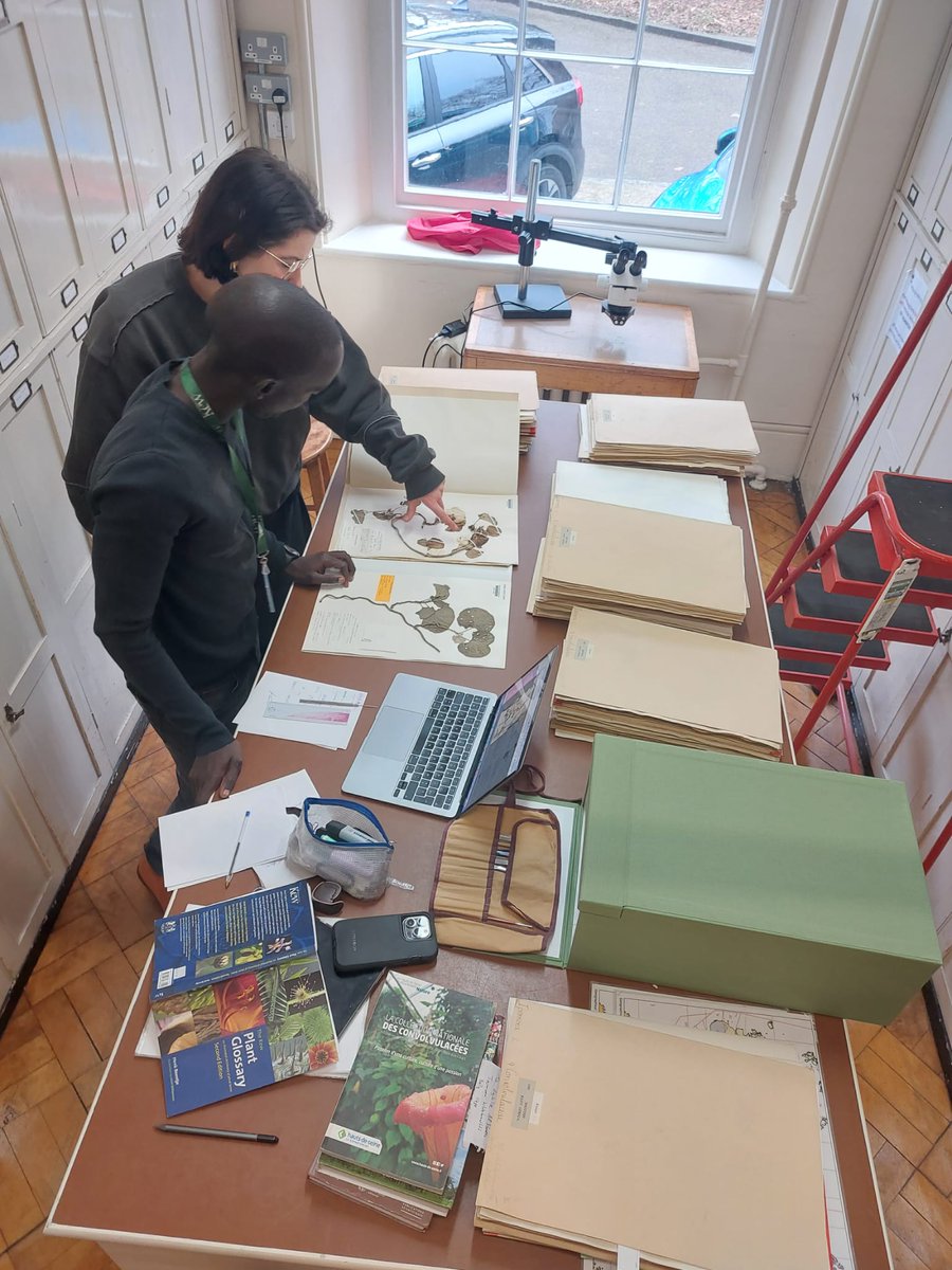 We care about a safe and inspiring learning environment, to educate students to be the botanists of tomorrow. That's why we are delighted that our PhD student @kagame_sp and MSc student Marie Declercq work with @anaritagsimoes at @kewgardens to study African #Ipomoea this week.