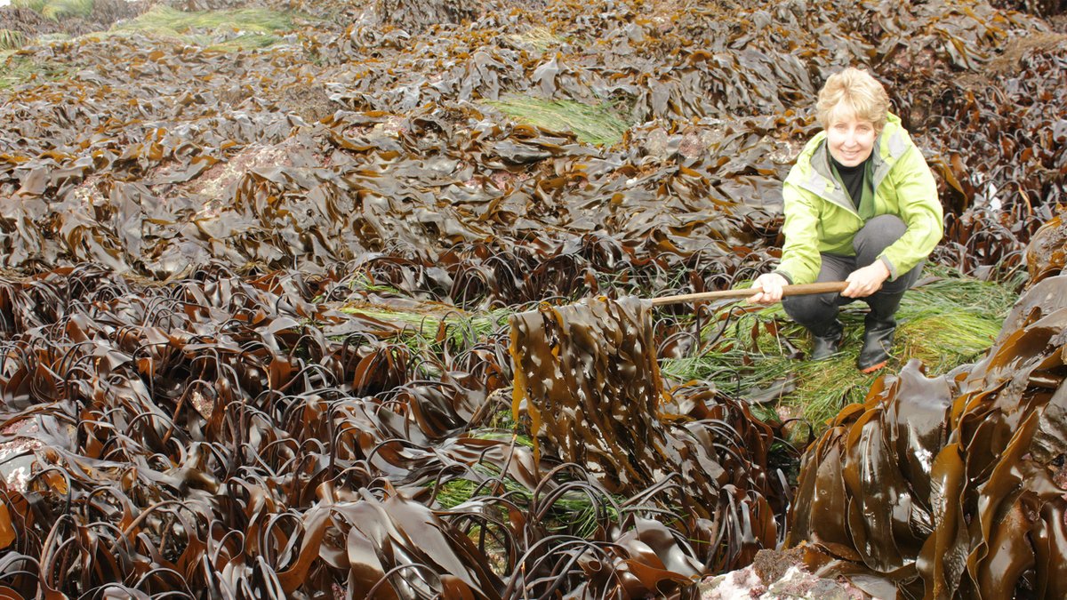 #VancouverIsland truly is a Gift, wrapped in Seaweed! #DianeBernard founder of #SeafloraSkincare at #HarbourHouseResort #whiffinspit #sookebc #sooke #experiencevancouverisland #seafloraskincare #seaflora