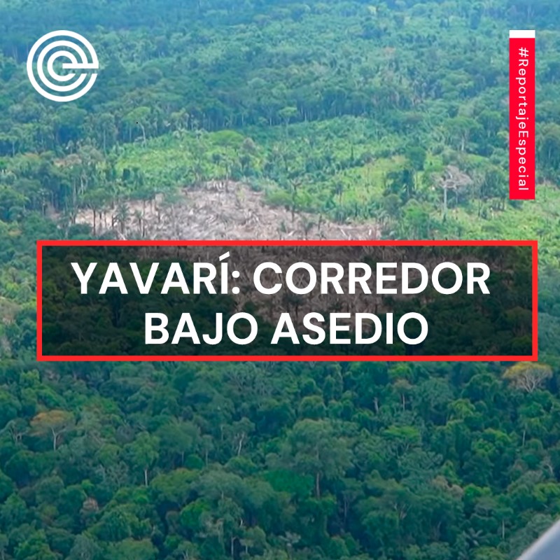 Epicentro_TV's tweet photo. 🎯 INVESTIGACIÓN. En el Yavarí, frontera entre Perú y Brasil, las mafias ganan terreno. Debería ser la reserva más grande para los pueblos indígenas en aislamiento voluntario, pero se está convirtiendo en zona liberada donde los cocales aumentan, la deforestación avanza y el Estado no tiene presencia. ¿Y el gobierno? Estuvimos allí, sobrevolamos la zona y revelamos lo que encontramos. Un reportaje de @Epicentro_TV en alianza con @ProeticaPeru.

Por @danielyovera 🔗 https://t.co/JDVMKehcv3