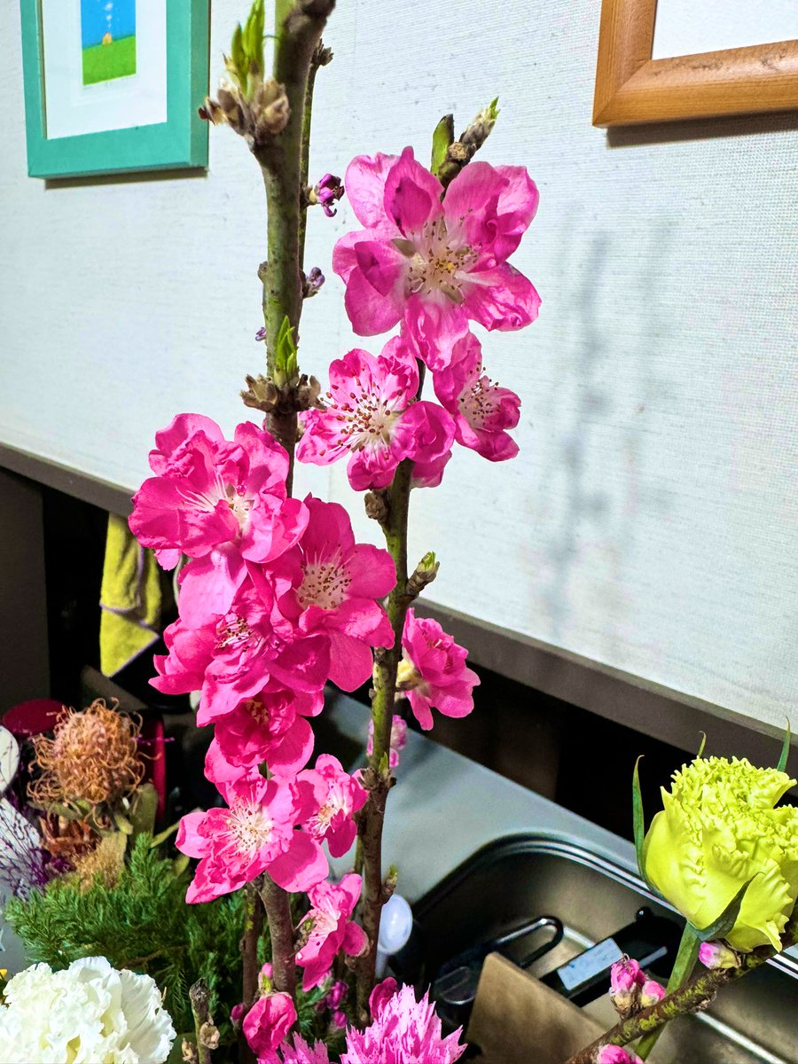 1028suke_sam's tweet image. #おはようございます 😃
一昨日買った、桃の花🌸がだいぶ開きました😚ストロベリーカーネーション🍓もキレイ✨
家の中は、#SpringHasCome 
今日も仕事休み。
何しようかな😕