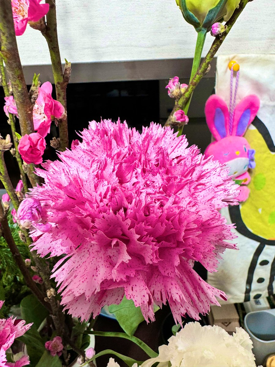 1028suke_sam's tweet image. #おはようございます 😃
一昨日買った、桃の花🌸がだいぶ開きました😚ストロベリーカーネーション🍓もキレイ✨
家の中は、#SpringHasCome 
今日も仕事休み。
何しようかな😕