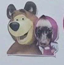 melhor foto da internet