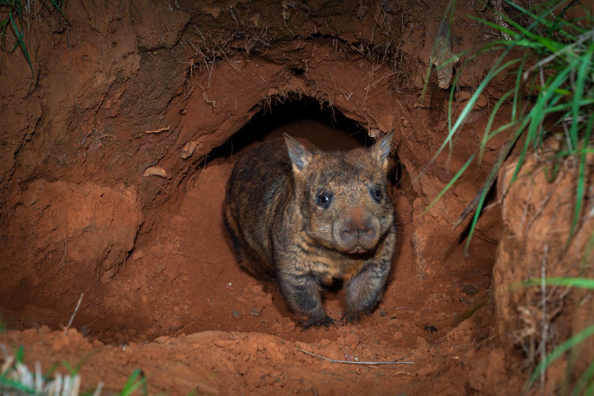 awconservancy tweet picture