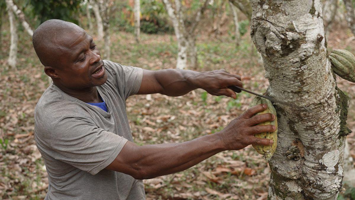 Come sta cambiando la coltivazione del cacao in Costa d'Avorio? Ne abbiamo parlato con alcuni membri di Cayat, una cooperativa pioniera nel commercio equo e solidale e nella tracciabilità del cacao. #TheRoadToGreen it.euronews.com/green/2024/02/…