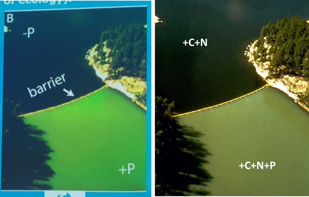 Miquel Lurling🟥 tweet media