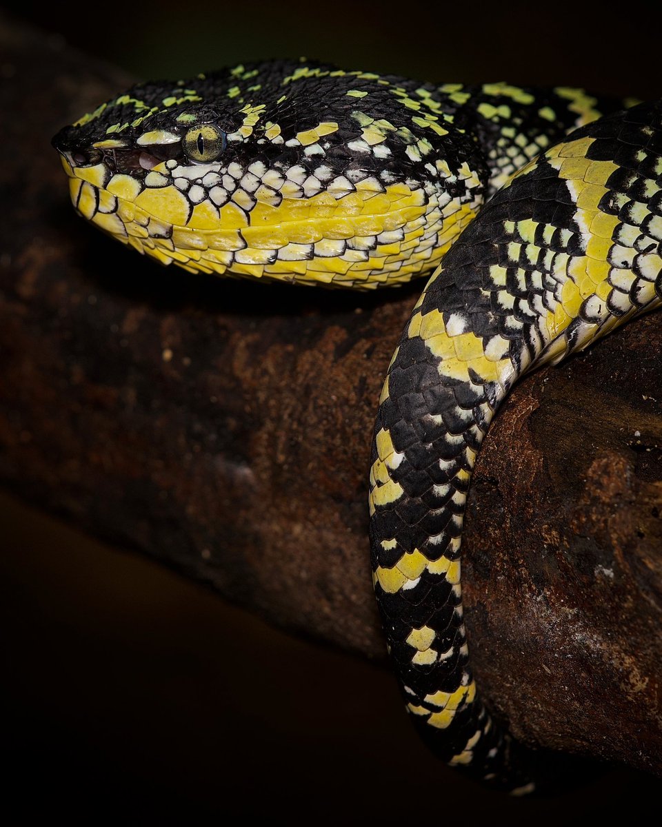IncNaturalist's tweet image. I encountered this huge female Wagler’s Pit Viper on a recent walk. Not an uncommon snake, but the huge individuals seem to have an aura around them that sets them apart from the general population.