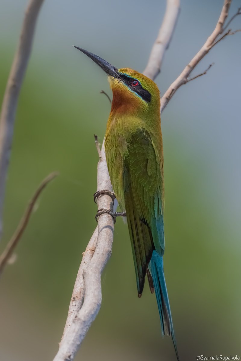 #indiaves #ThePhotoHour #BirdsOfTwitter #TwitterNatureCommunity #wildplanet #wildlife #BBCWildlifePOTD  #BirdsSeenIn2023 #NatureIn_Focus #birdtwitter #birds #natgeoindia Blue-tailed bee-eater