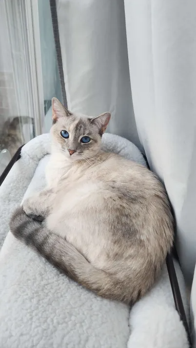 Flick_Rs's tweet photo. Lilly &amp; Lila lookin pretty as always https://t.co/gUQQeQU1Lm