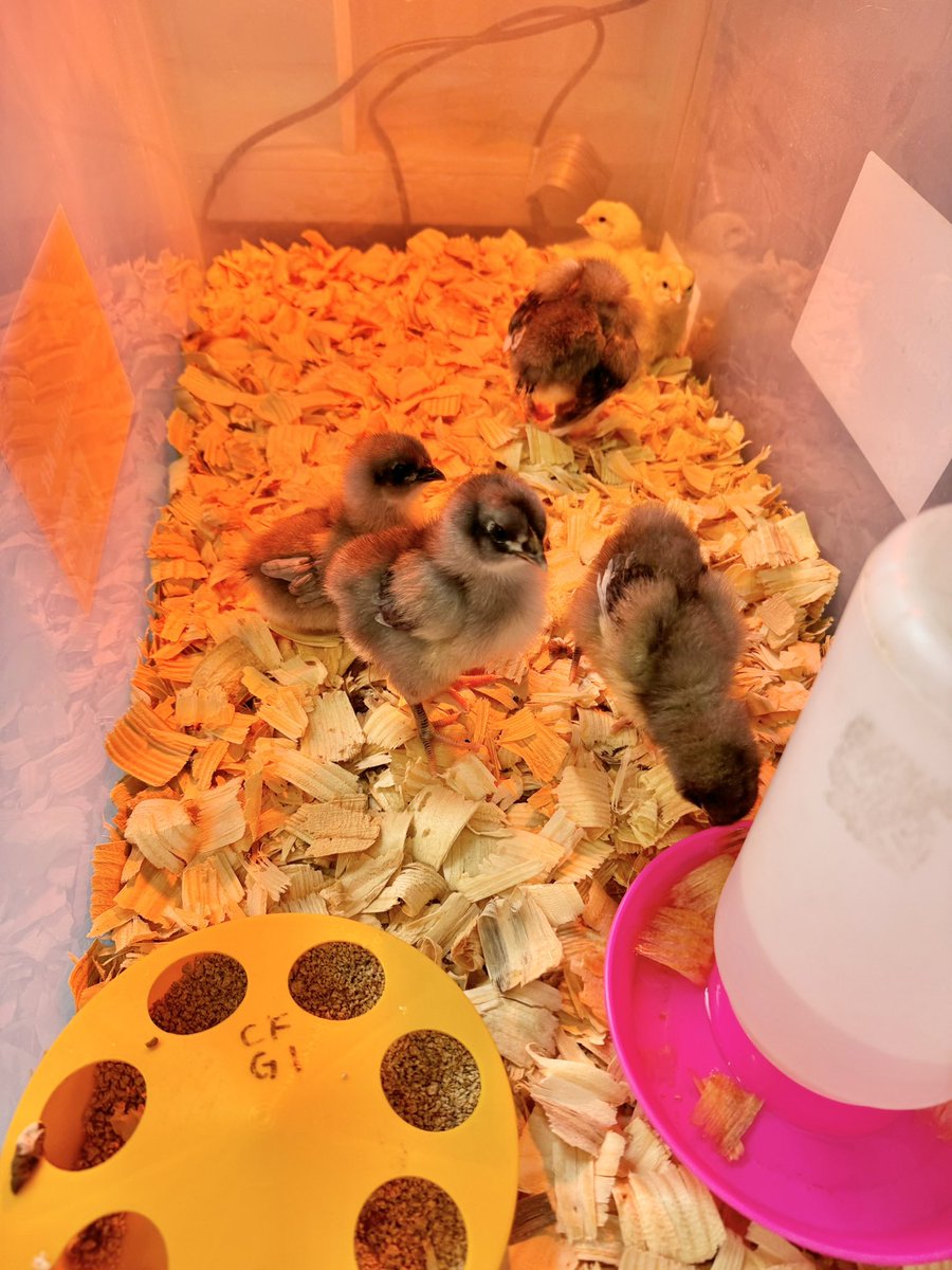 Our FLS class welcomed the Golden Girls into the world last week ❤️ we’ve been patiently awaiting their arrival 🐣