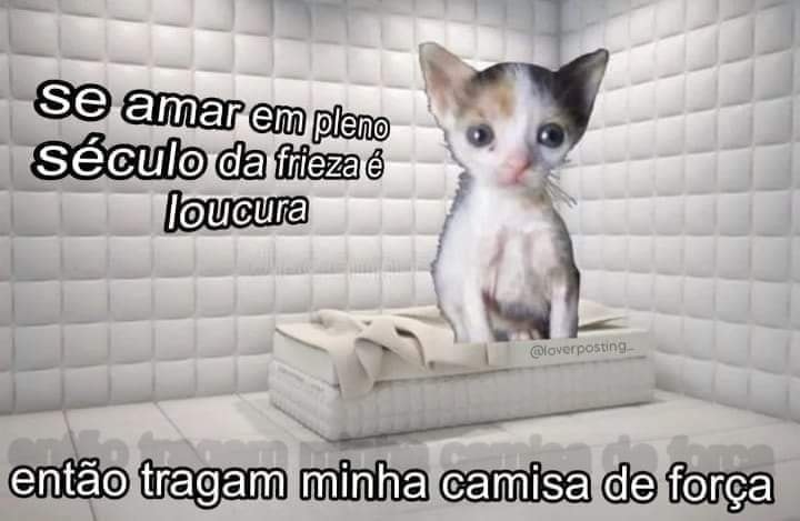perfil dedicado a gatinhos e peitos (@odeiootaco) on Twitter photo 