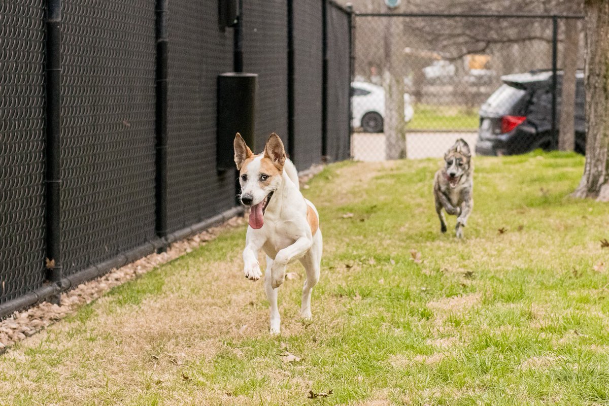 HoustonSPCA's tweet photo. Say hello to Maizy! πΆ A bit shy at first, but give her time, and she'll steal your heart! Maizy enjoys playtime with pals and tasty treats. Visit our Adoption Center if she's the one for you! #AdoptionHighlight https://t.co/yI4gqz5X45