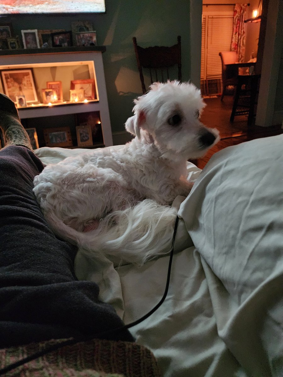 olivernoodle's tweet image. We are a #judgejudy household