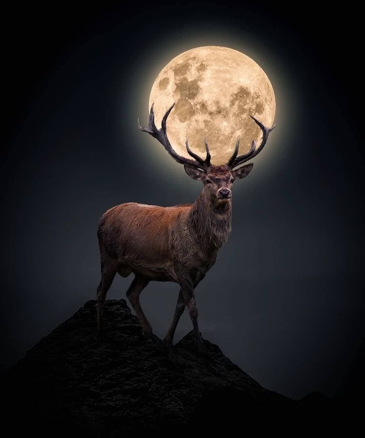 Leona5Art's tweet photo. Perfect Moon Capture https://t.co/1w7l8ELyS8
