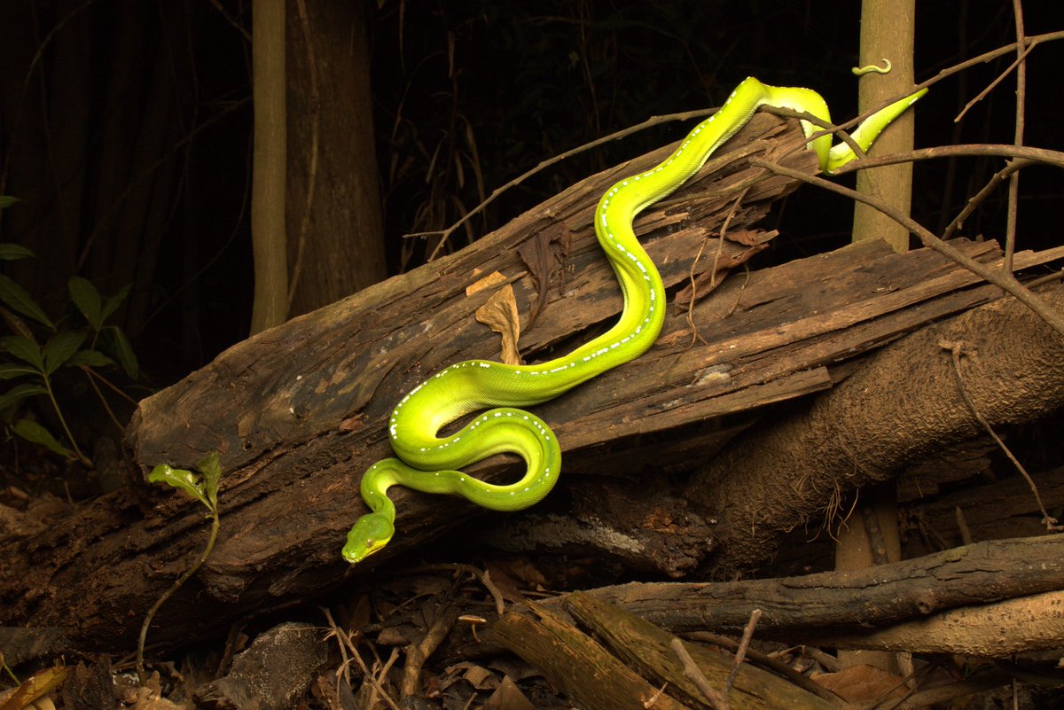 Spent the new year up in Kutini-Payamu National Park in Far North Queensland. Was an epic trip filled with brilliant birds and some amazing herps. Here is a Green Python in ambush we found one of the evenings! #greenpython #kutinipayamunationalpark #ironrange