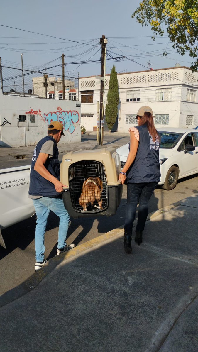 Esta tarde retiramos a una perrita🐶 tipo pitbull que se encontraba en un inmueble asegurado por la @FiscaliaCDMX ubicado en la col. El Caracol en #VenustianoCarranza. Se le dará resguardo hasta su #adopciónresponsable. 🏡 @PAOTmx