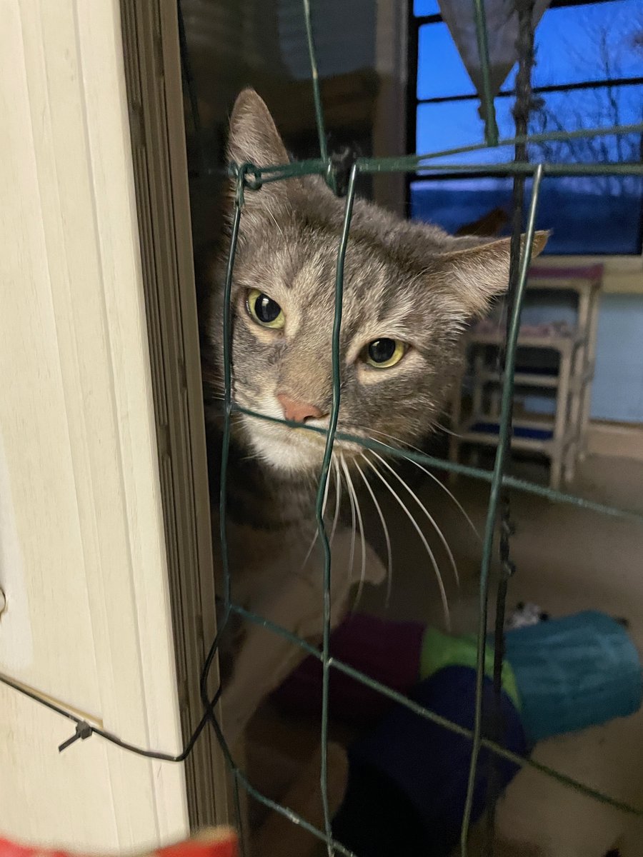 'Where's breakfast? You're burning daylight!!' complained Dorian.
'Well, that's sort of rude young man,' we replied.
'Tig dared me to say it,' he claimed.🙀
#StraysOfOurLives #cats #pets #va #virginia #Wednesdayvibe #Wednesday #CatsOfTwitter #dc #breakfast #KittyTwitter #hungry