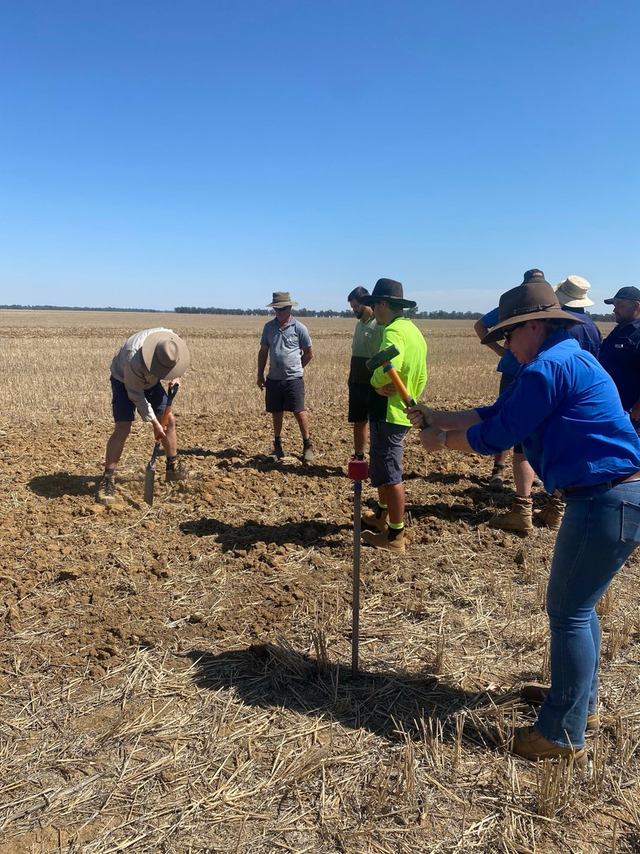 2. Yesterday we kicked off of our #HarvestWrapUp series in Rand☀️
Thanks @AgriSci @CassandraSchefe for working through our two liming trials showing great lessons for incorporation - know your pH in increments, soil type & climate conditions before putting a machine in.
@DAFFgov