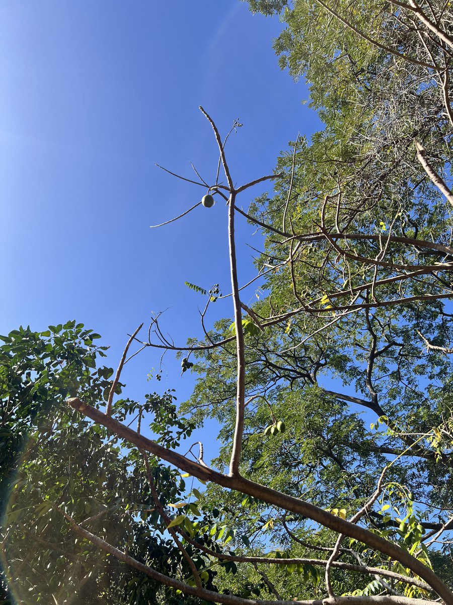DayreonM's tweet photo. This tree is most of us. Little to no resources (leaves) but yet still we find a way to get the job done (produce fruit). Keep pushing forward. https://t.co/8IlZzMjcow