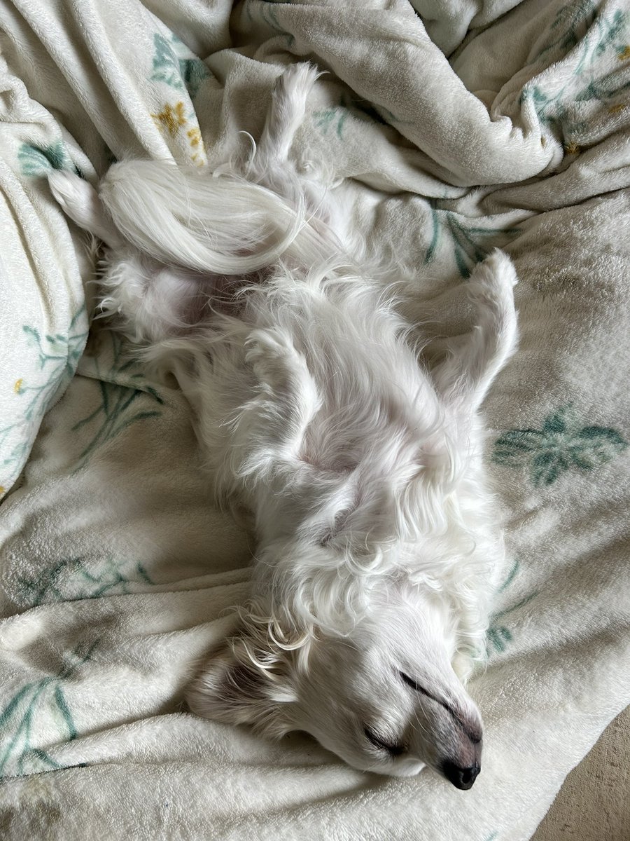 comcomcomg's tweet image. 朝は ねむたい